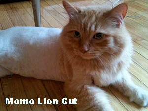 Momo Lion Cut