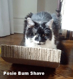Posie Bum Shave