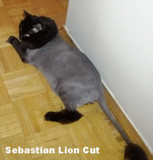 Sebastian Lion Cut