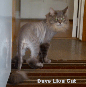 Dave Lion Cut